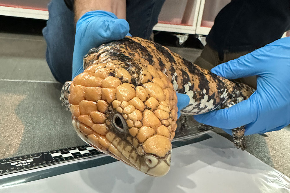 Goldfield shingleback lizard