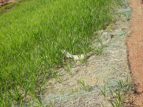 Photograph of grass planted to prevent soil erosion