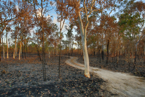 Photograph of a burned bush road