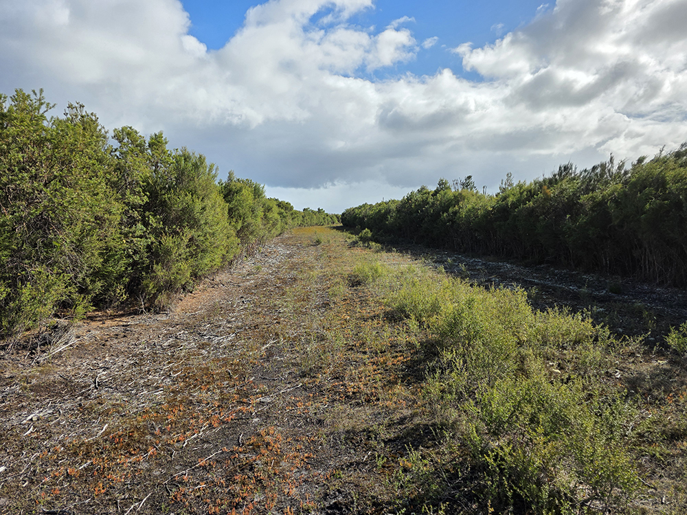 Photograph of King Island firebreak