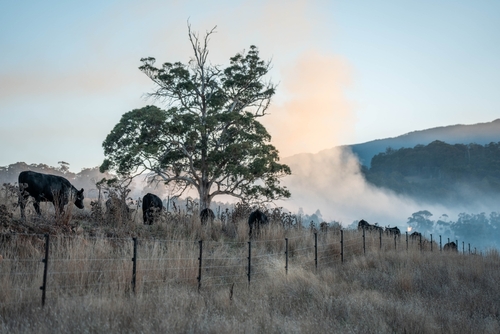 Photograph of bushfire smoke over a farm