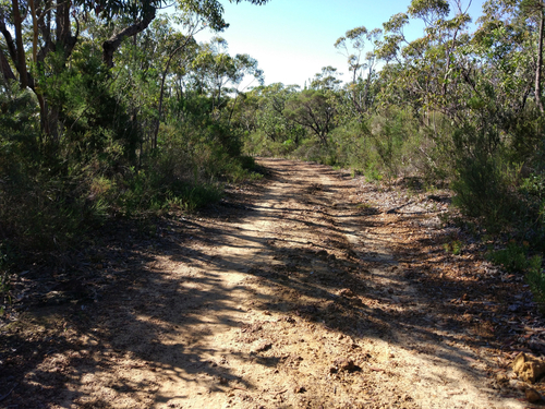 Photograph of a dirt road in the bush