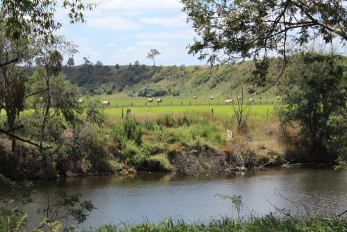 Photograph of grazing land by a river