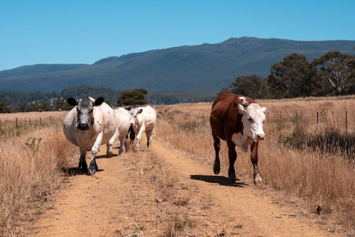 Photograph of cattle on a dirt road