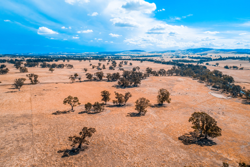 Photograph of trees amidst grassland