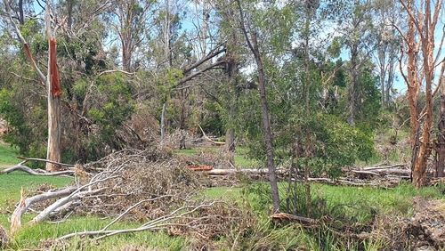 Photograph of fallen trees