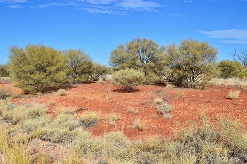 Photograph of vegetation in central Australia