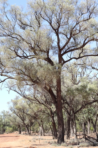 Photograph of a mulga tree