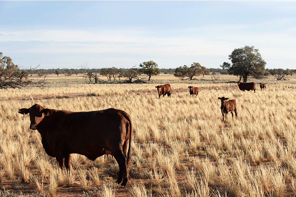 cows in a paddock