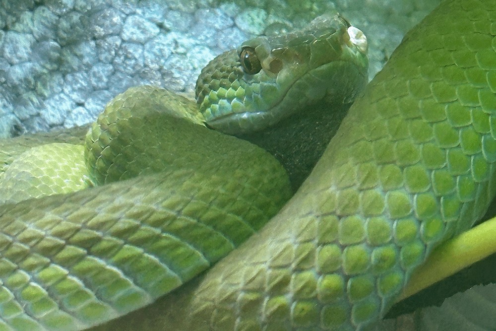 venomous pit viper